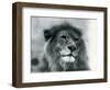 Male Lion 'Kuja' at London Zoo in January 1925 (B/W Photo)-Frederick William Bond-Framed Giclee Print