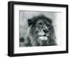 Male Lion 'Kuja' at London Zoo in January 1925 (B/W Photo)-Frederick William Bond-Framed Giclee Print