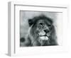 Male Lion 'Kuja' at London Zoo in January 1925 (B/W Photo)-Frederick William Bond-Framed Giclee Print