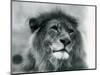 Male Lion 'Kuja' at London Zoo in January 1925 (B/W Photo)-Frederick William Bond-Mounted Giclee Print