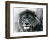 Male Lion 'Kuja' at London Zoo in January 1925 (B/W Photo)-Frederick William Bond-Framed Giclee Print