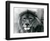 Male Lion 'Kuja' at London Zoo in January 1925 (B/W Photo)-Frederick William Bond-Framed Giclee Print