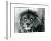 Male Lion 'Kuja' at London Zoo in January 1925 (B/W Photo)-Frederick William Bond-Framed Giclee Print