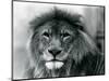 Male Lion 'Kuja' at London Zoo in January 1925 (B/W Photo)-Frederick William Bond-Mounted Giclee Print