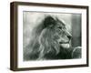 Male Lion 'Kuja' at London Zoo in January 1925 (B/W Photo)-Frederick William Bond-Framed Giclee Print