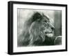 Male Lion 'Kuja' at London Zoo in January 1925 (B/W Photo)-Frederick William Bond-Framed Giclee Print