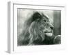 Male Lion 'Kuja' at London Zoo in January 1925 (B/W Photo)-Frederick William Bond-Framed Giclee Print