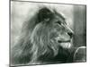 Male Lion 'Kuja' at London Zoo in January 1925 (B/W Photo)-Frederick William Bond-Mounted Giclee Print