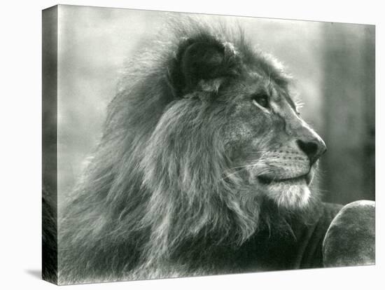 Male Lion 'Kuja' at London Zoo in January 1925 (B/W Photo)-Frederick William Bond-Stretched Canvas