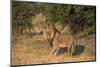 Male Lion Looking at Viewer Standing in Grassland Botswana Africa-Sheila Haddad-Mounted Photographic Print