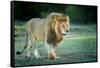 Male lion, Masai Mara, Kenya, East Africa, Africa-Karen Deakin-Framed Stretched Canvas