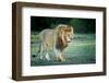 Male lion, Masai Mara, Kenya, East Africa, Africa-Karen Deakin-Framed Photographic Print