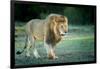 Male lion, Masai Mara, Kenya, East Africa, Africa-Karen Deakin-Framed Photographic Print