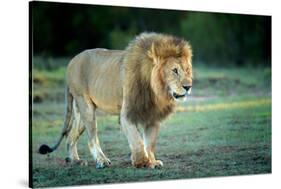 Male lion, Masai Mara, Kenya, East Africa, Africa-Karen Deakin-Stretched Canvas