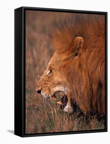 Male Lion, Masai Mara, Kenya-Dee Ann Pederson-Framed Stretched Canvas