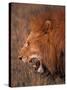 Male Lion, Masai Mara, Kenya-Dee Ann Pederson-Stretched Canvas