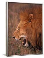 Male Lion, Masai Mara, Kenya-Dee Ann Pederson-Framed Photographic Print