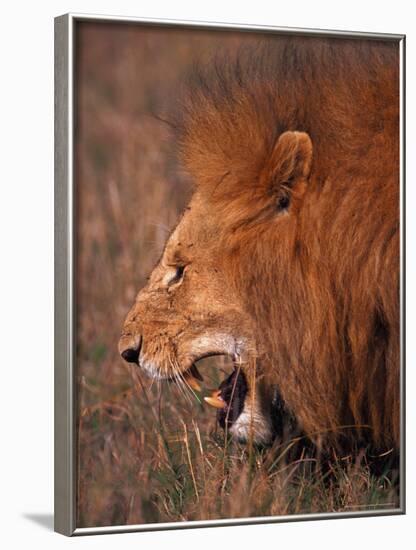 Male Lion, Masai Mara, Kenya-Dee Ann Pederson-Framed Photographic Print