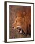 Male Lion, Masai Mara, Kenya-Dee Ann Pederson-Framed Photographic Print