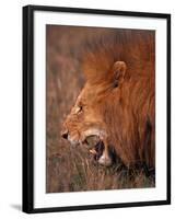 Male Lion, Masai Mara, Kenya-Dee Ann Pederson-Framed Photographic Print