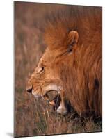 Male Lion, Masai Mara, Kenya-Dee Ann Pederson-Mounted Photographic Print