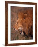 Male Lion, Masai Mara, Kenya-Dee Ann Pederson-Framed Photographic Print