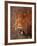 Male Lion, Masai Mara, Kenya-Dee Ann Pederson-Framed Photographic Print