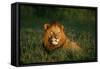 Male Lion Masai Mara National Park Kenya-Mike Hill-Framed Stretched Canvas