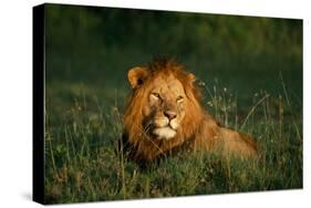 Male Lion Masai Mara National Park Kenya-Mike Hill-Stretched Canvas