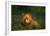 Male Lion Masai Mara National Park Kenya-Mike Hill-Framed Photographic Print