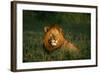 Male Lion Masai Mara National Park Kenya-Mike Hill-Framed Photographic Print