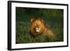 Male Lion Masai Mara National Park Kenya-Mike Hill-Framed Photographic Print