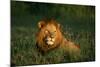 Male Lion Masai Mara National Park Kenya-Mike Hill-Mounted Photographic Print