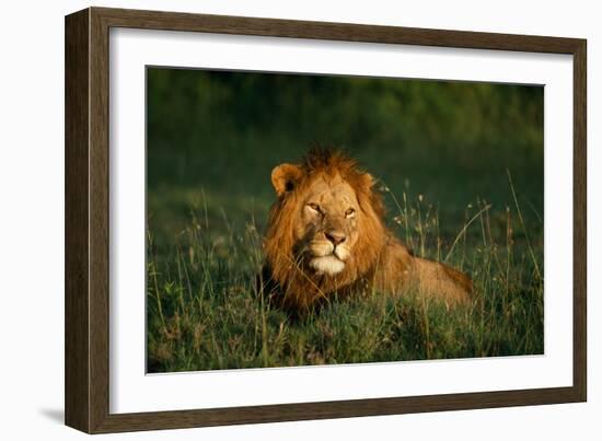 Male Lion Masai Mara National Park Kenya-Mike Hill-Framed Photographic Print