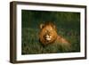 Male Lion Masai Mara National Park Kenya-Mike Hill-Framed Photographic Print