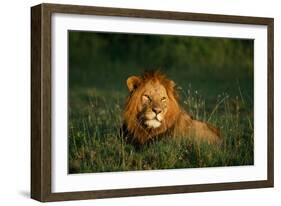 Male Lion Masai Mara National Park Kenya-Mike Hill-Framed Photographic Print