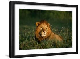 Male Lion Masai Mara National Park Kenya-Mike Hill-Framed Photographic Print