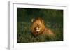 Male Lion Masai Mara National Park Kenya-Mike Hill-Framed Photographic Print