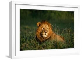 Male Lion Masai Mara National Park Kenya-Mike Hill-Framed Photographic Print