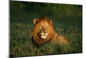 Male Lion Masai Mara National Park Kenya-Mike Hill-Mounted Photographic Print