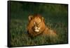 Male Lion Masai Mara National Park Kenya-Mike Hill-Framed Stretched Canvas