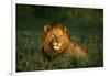 Male Lion Masai Mara National Park Kenya-Mike Hill-Framed Photographic Print