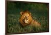 Male Lion Masai Mara National Park Kenya-Mike Hill-Framed Photographic Print