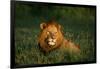 Male Lion Masai Mara National Park Kenya-Mike Hill-Framed Photographic Print