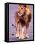 Male Lion on Dry Lake Bed, Tanzania-David Northcott-Framed Stretched Canvas