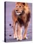 Male Lion on Dry Lake Bed, Tanzania-David Northcott-Stretched Canvas