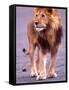 Male Lion on Dry Lake Bed, Tanzania-David Northcott-Framed Stretched Canvas