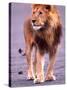 Male Lion on Dry Lake Bed, Tanzania-David Northcott-Stretched Canvas