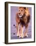 Male Lion on Dry Lake Bed, Tanzania-David Northcott-Framed Photographic Print