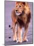 Male Lion on Dry Lake Bed, Tanzania-David Northcott-Mounted Photographic Print